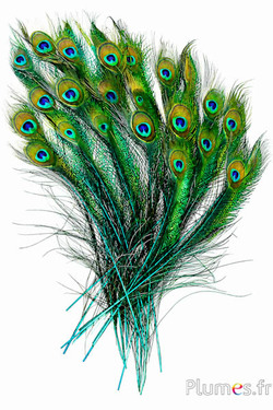 Pauw blauw zwaard - 25-35 cm - jade